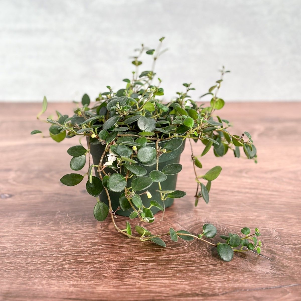  Codonanthe Devosiana 'Paula' - Codonanthe