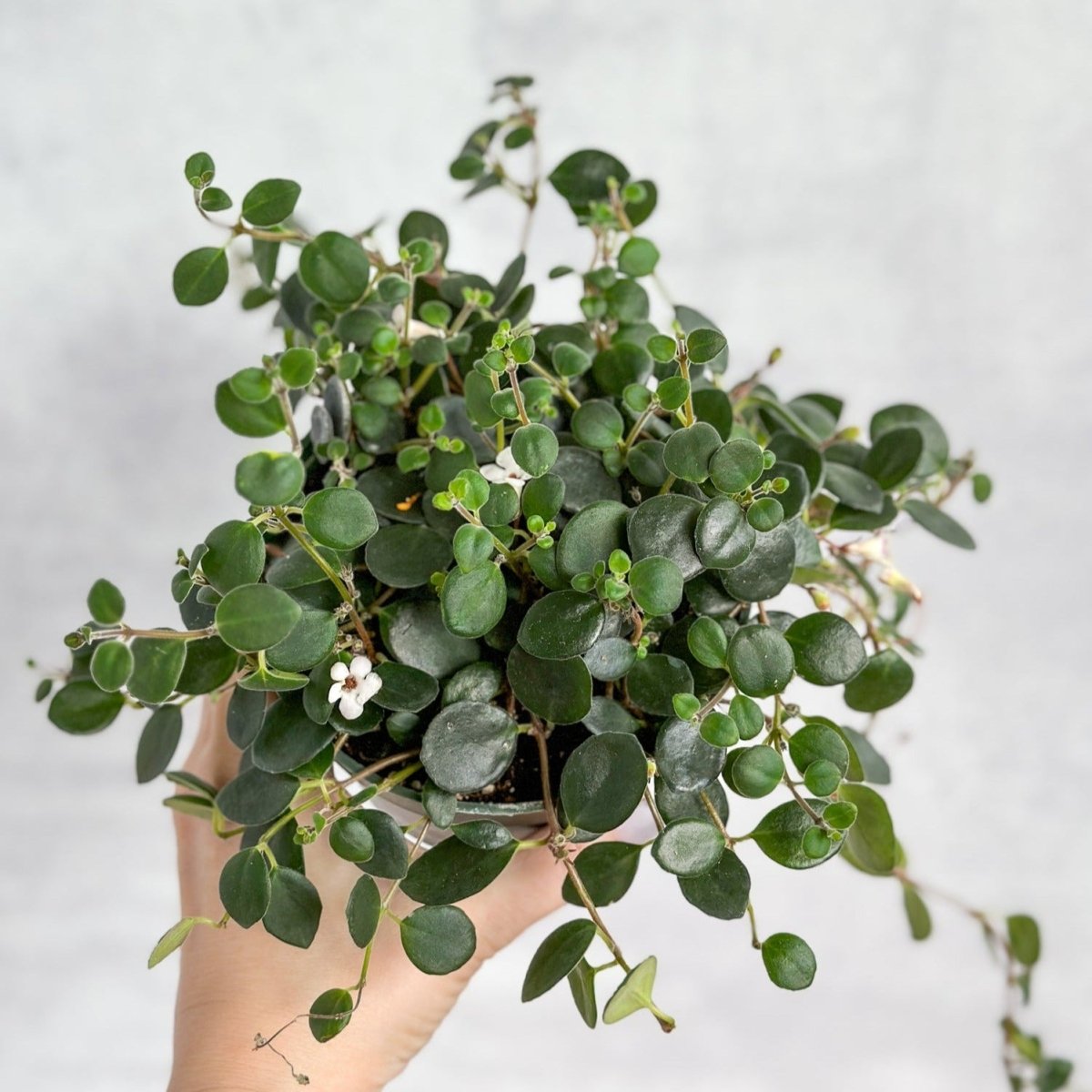  Codonanthe Devosiana 'Paula' - Codonanthe