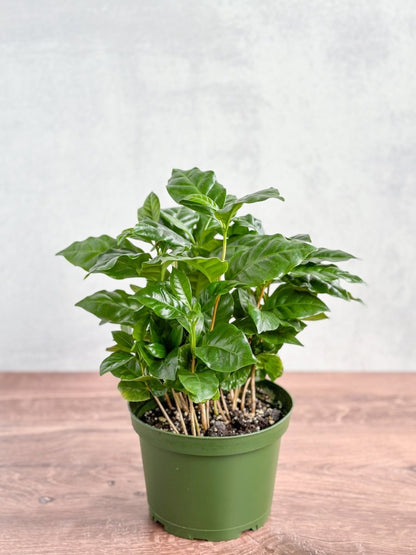  Coffea Arabica - ‘Coffee Plant’