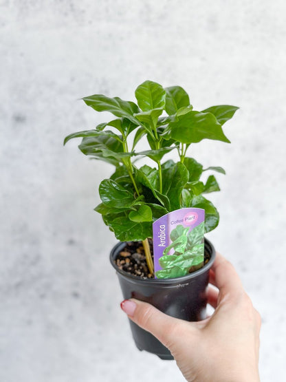  Coffea Arabica - ‘Coffee Plant’