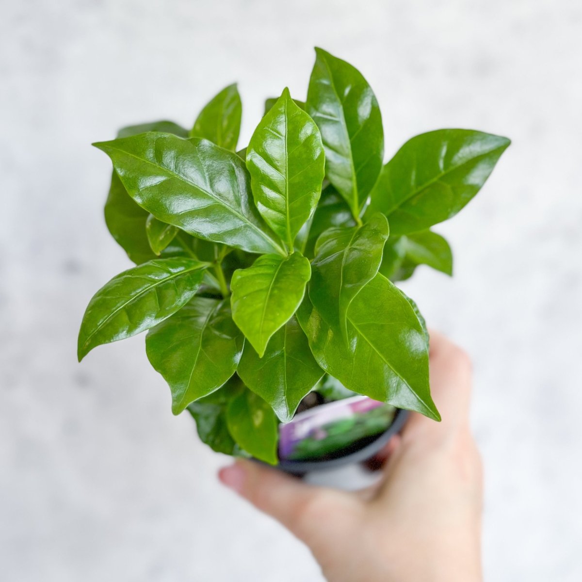  Coffea Arabica - ‘Coffee Plant’