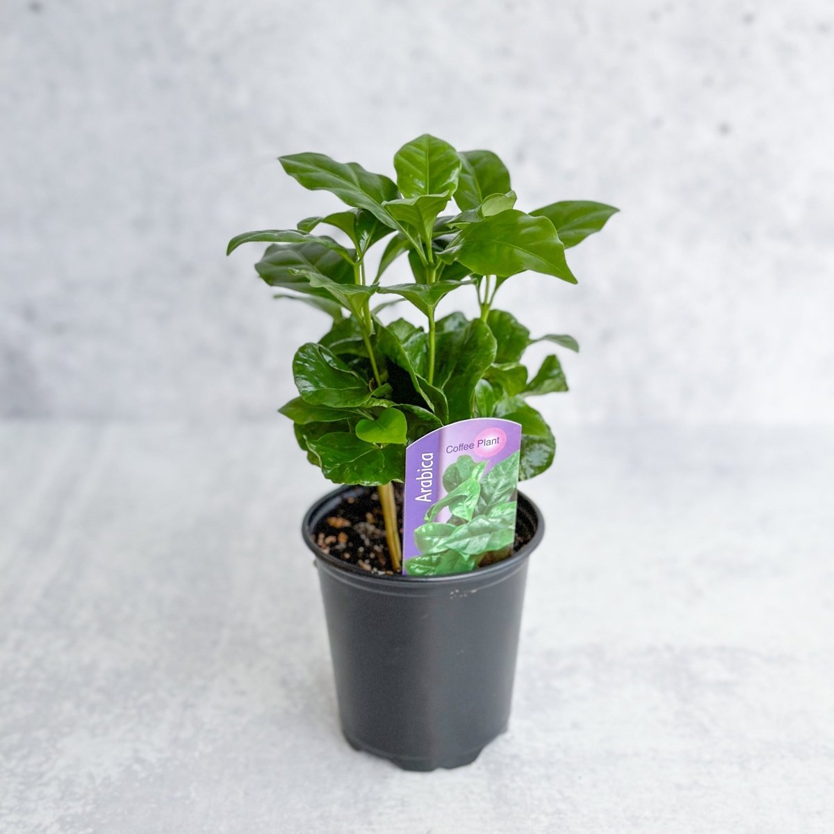  Coffea Arabica - ‘Coffee Plant’