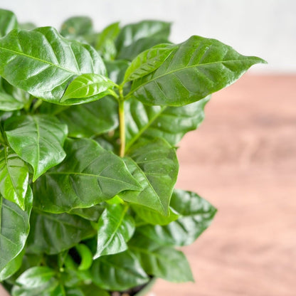  Coffea Arabica - ‘Coffee Plant’