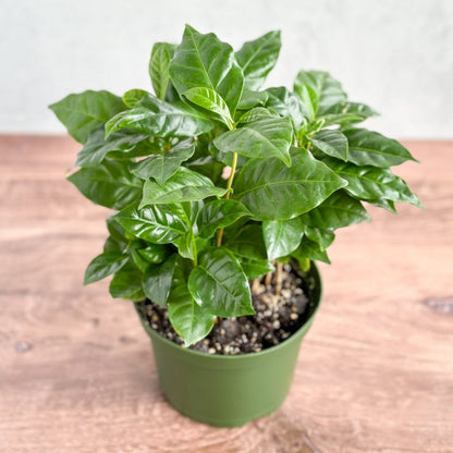  Coffea Arabica - ‘Coffee Plant’