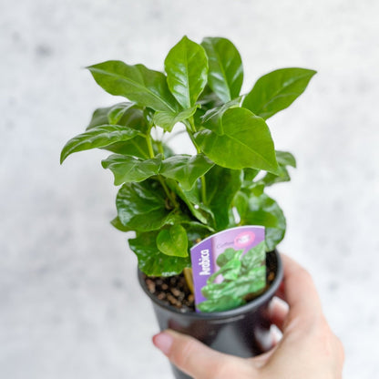  Coffea Arabica - ‘Coffee Plant’