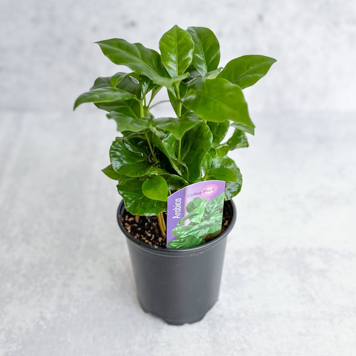  Coffea Arabica - ‘Coffee Plant’