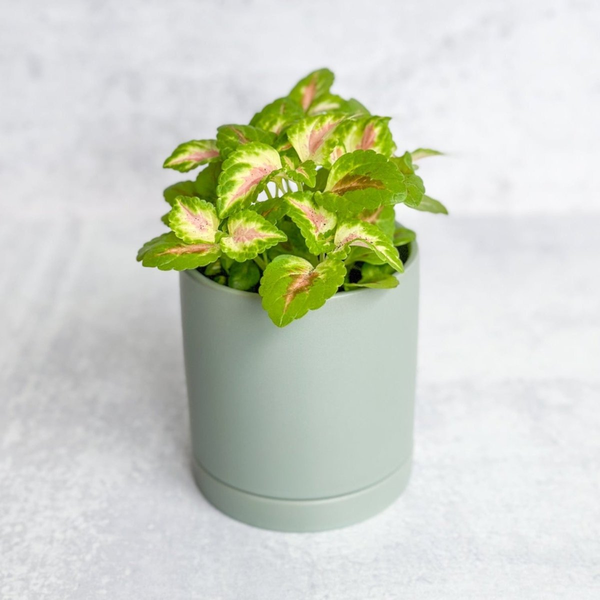  Coleus Wizard Coral - Wizard Coral Sunshine Coleus