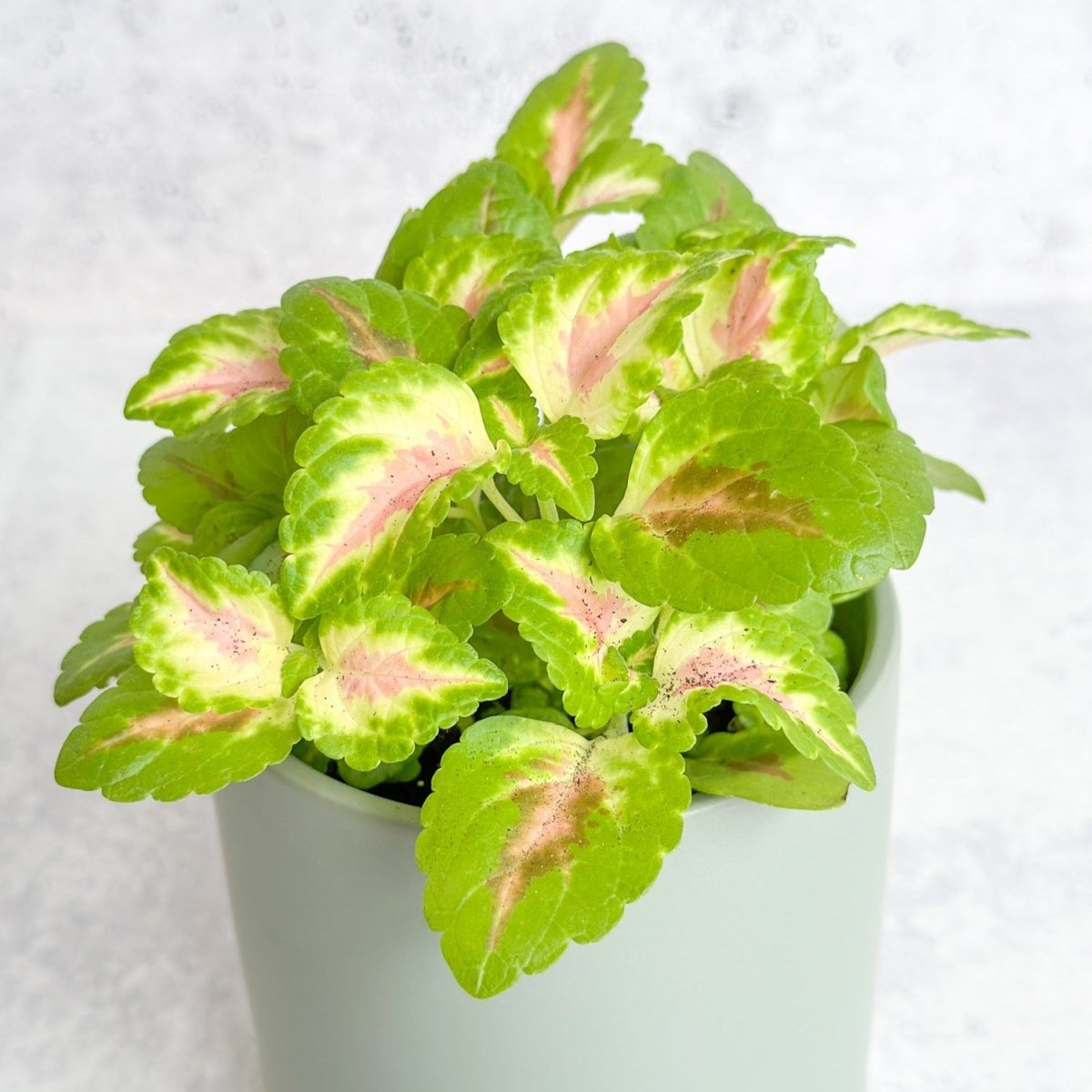  Coleus Wizard Coral - Wizard Coral Sunshine Coleus
