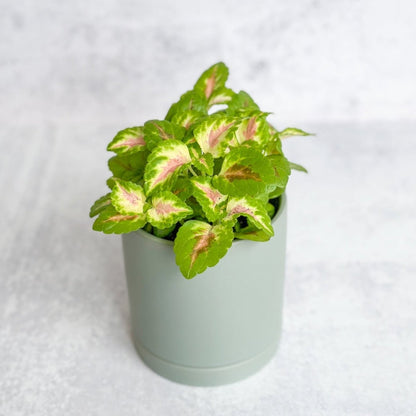  Coleus Wizard Coral - Wizard Coral Sunshine Coleus