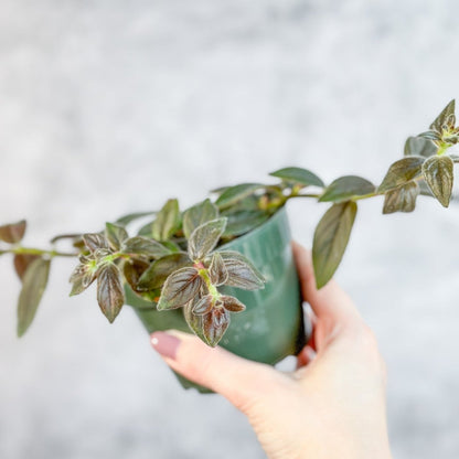  Columnea 'Chocolate Soldier - Chocolate Soldier Goldfish Plant - 4 Inch
