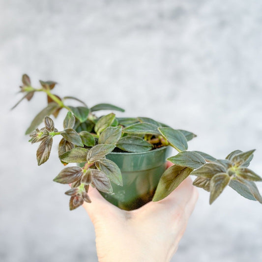  Columnea 'Chocolate Soldier - Chocolate Soldier Goldfish Plant - 4 Inch