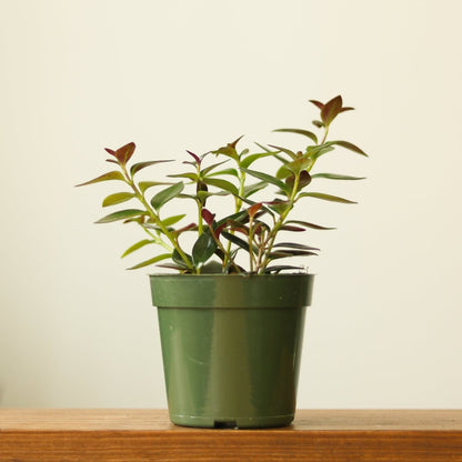  Columnea Gloriosa 'Goldfish Plant' - 4 Inch