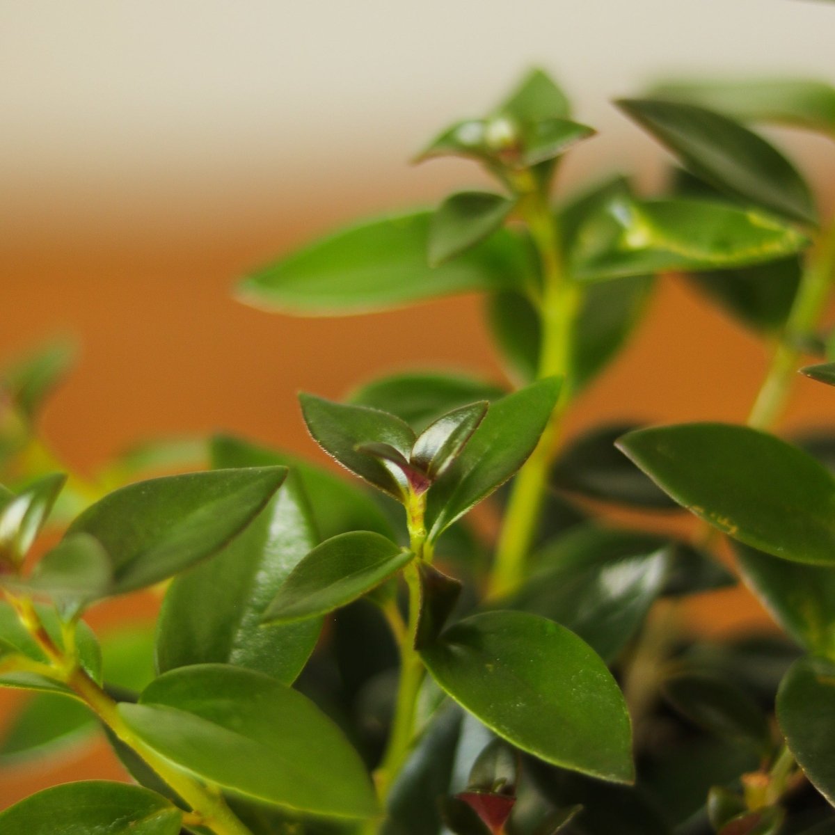  Columnea Gloriosa 'Goldfish Plant' - 4 Inch