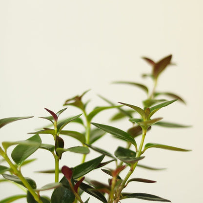  Columnea Gloriosa 'Goldfish Plant' - 4 Inch