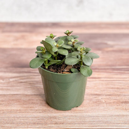  Jade Plant (Crassula Ovata) – Easy-Care Money Succulent