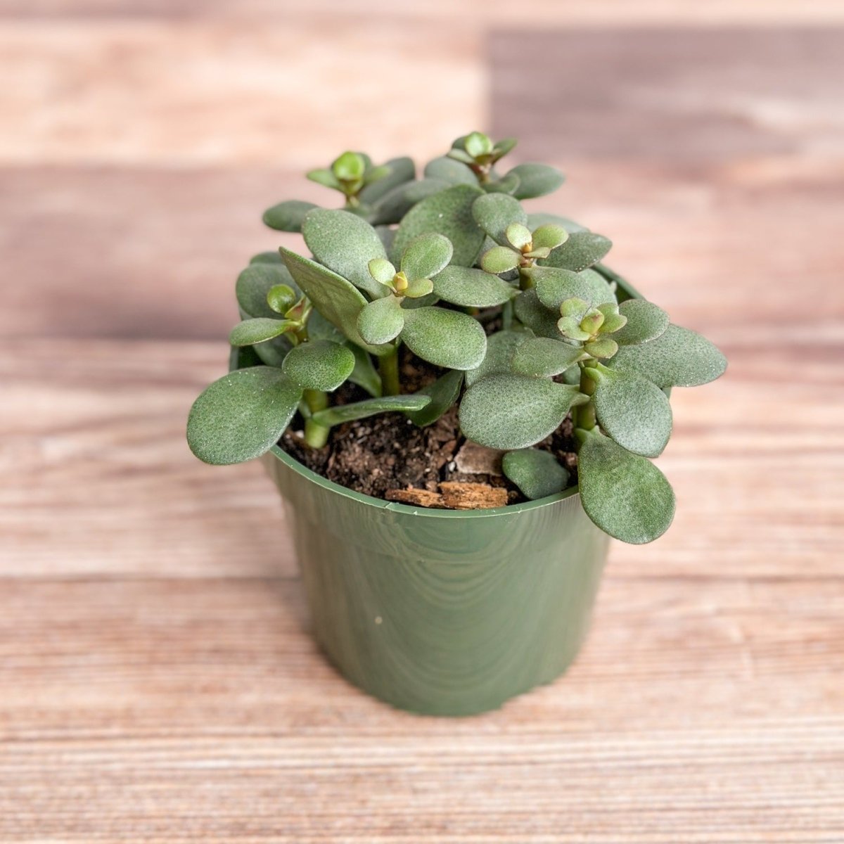  Jade Plant (Crassula Ovata) – Easy-Care Money Succulent