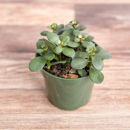  Jade Plant (Crassula Ovata) – Easy-Care Money Succulent