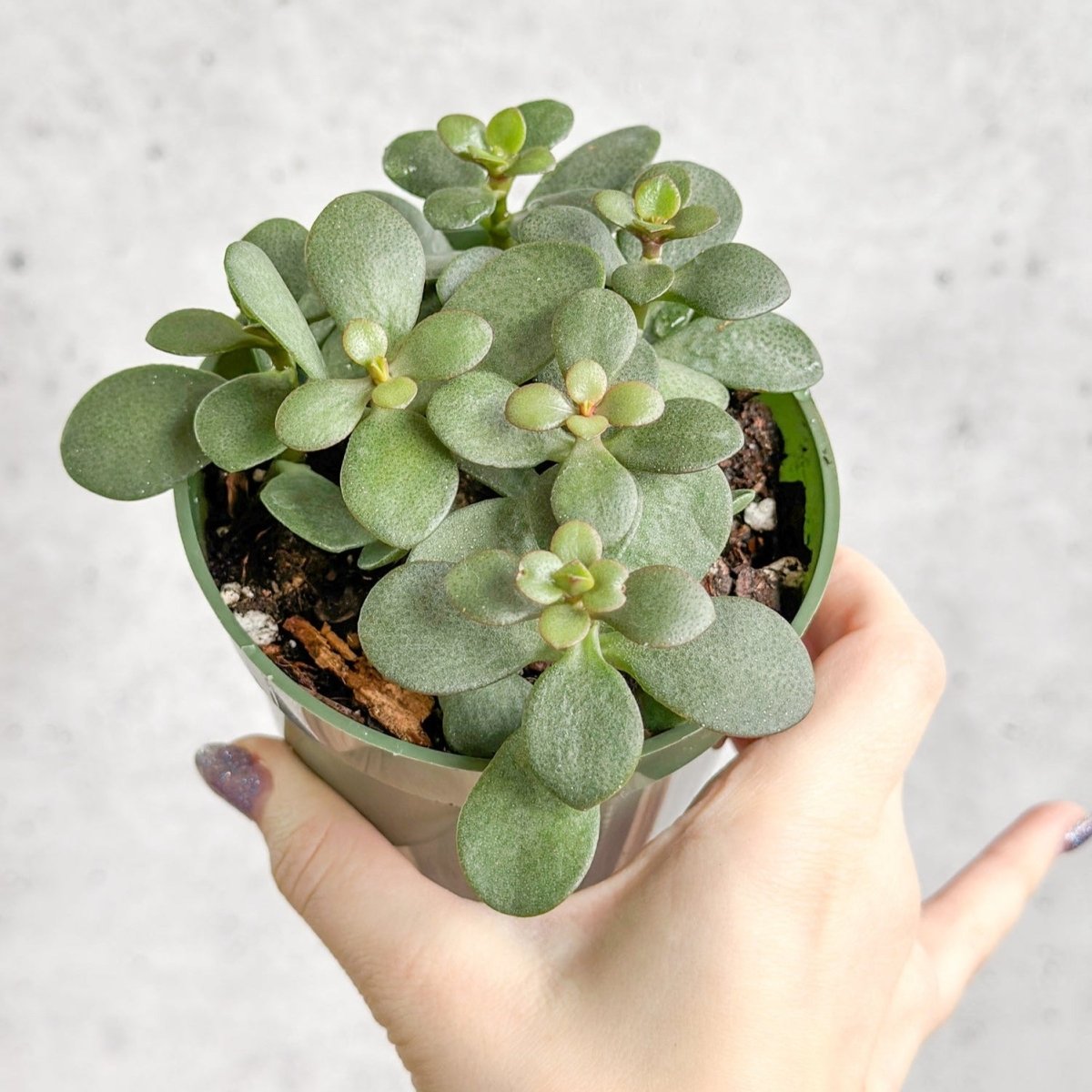  Jade Plant (Crassula Ovata) – Easy-Care Money Succulent
