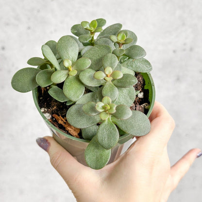  Jade Plant (Crassula Ovata) – Easy-Care Money Succulent