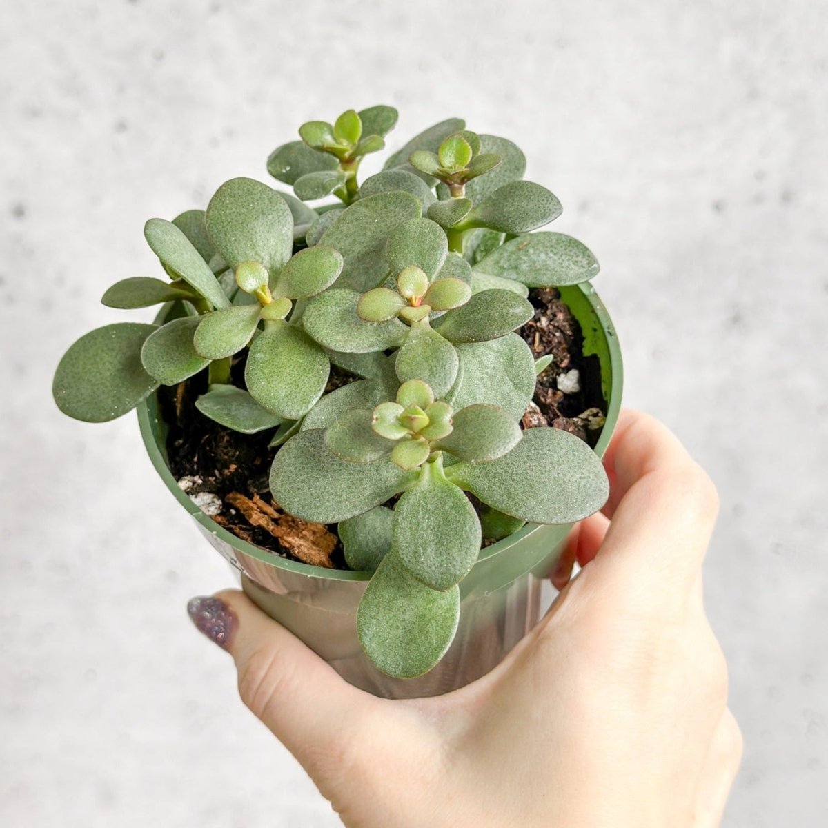  Jade Plant (Crassula Ovata) – Easy-Care Money Succulent