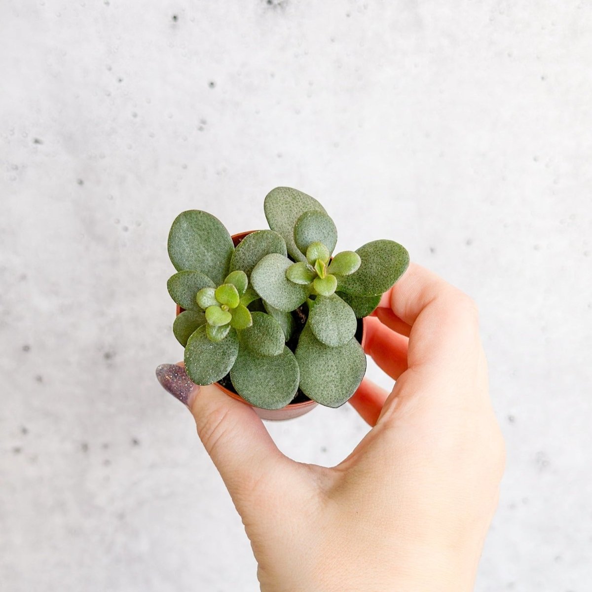  Jade Plant (Crassula Ovata) – Easy-Care Money Succulent