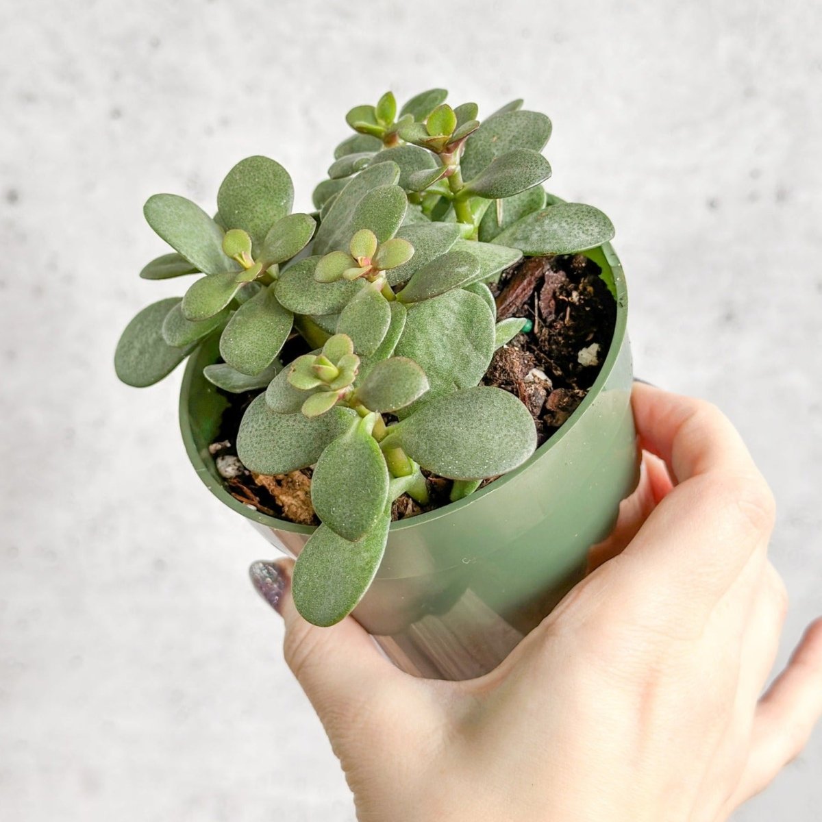  Jade Plant (Crassula Ovata) – Easy-Care Money Succulent