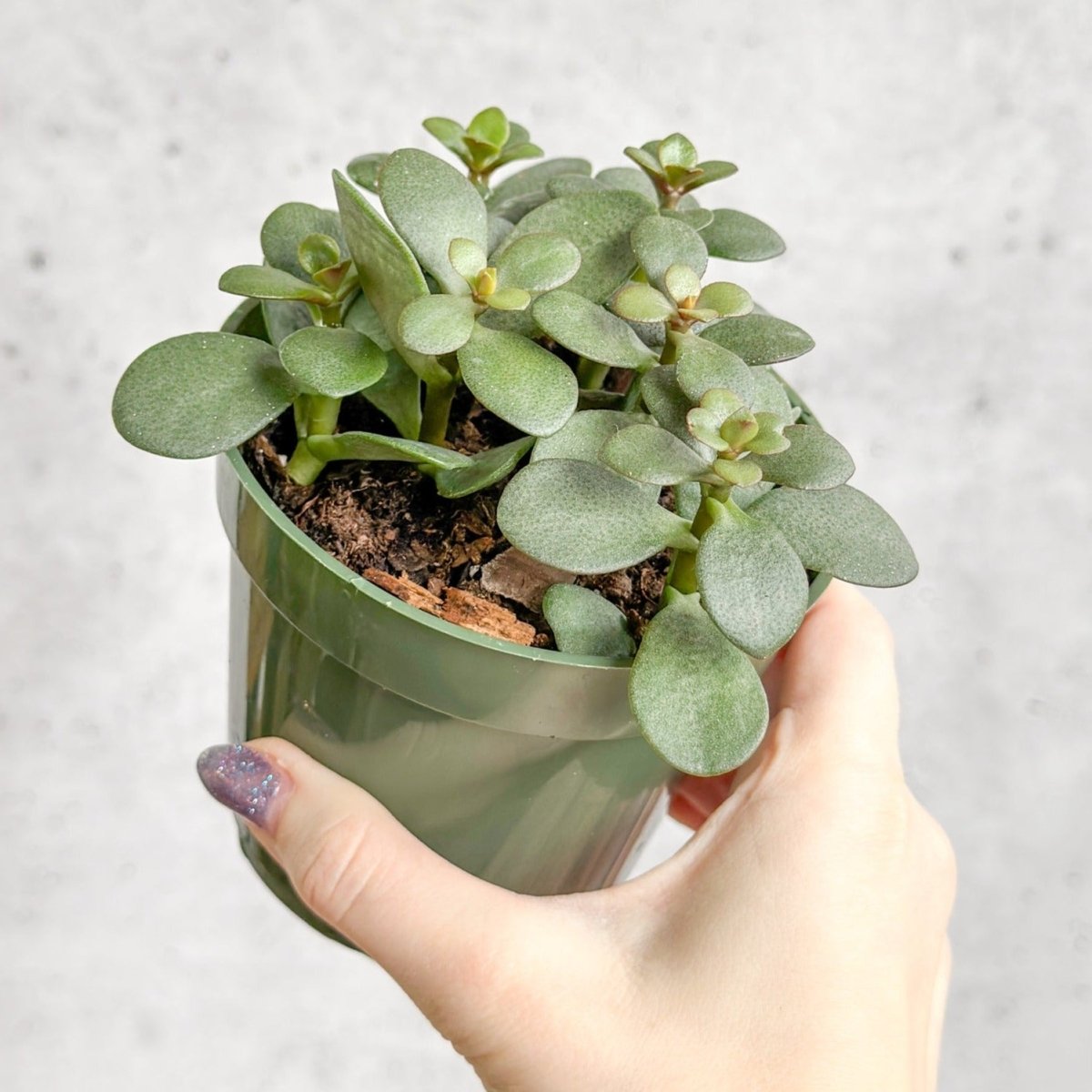  Jade Plant (Crassula Ovata) – Easy-Care Money Succulent