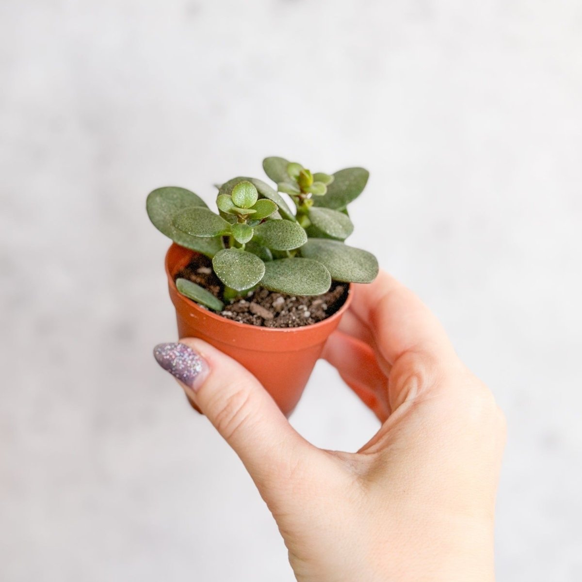  Jade Plant (Crassula Ovata) – Easy-Care Money Succulent