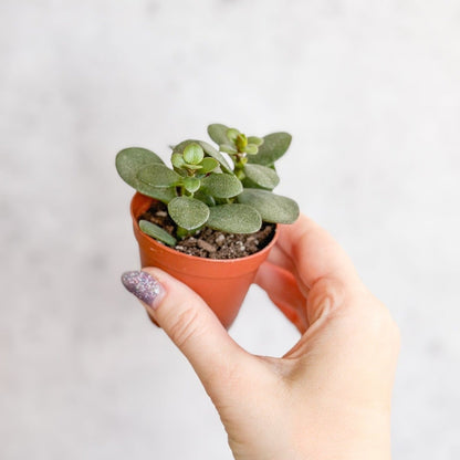  Jade Plant (Crassula Ovata) – Easy-Care Money Succulent
