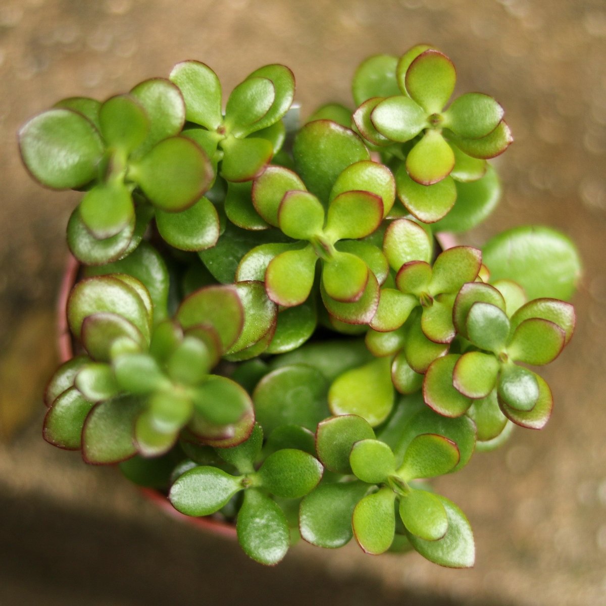  Crassula Ovata Obliqua 'California Red Tip' Jade Plant