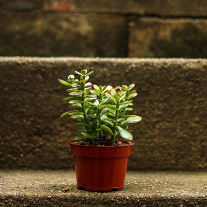  Crassula Ovata Obliqua 'California Red Tip' Jade Plant
