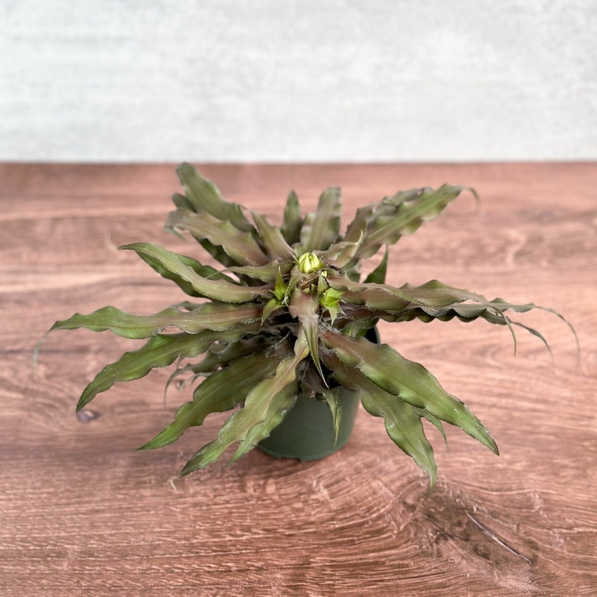  Cryptanthus Bivittatus 'Mochachino' - Mochachino Earth Star