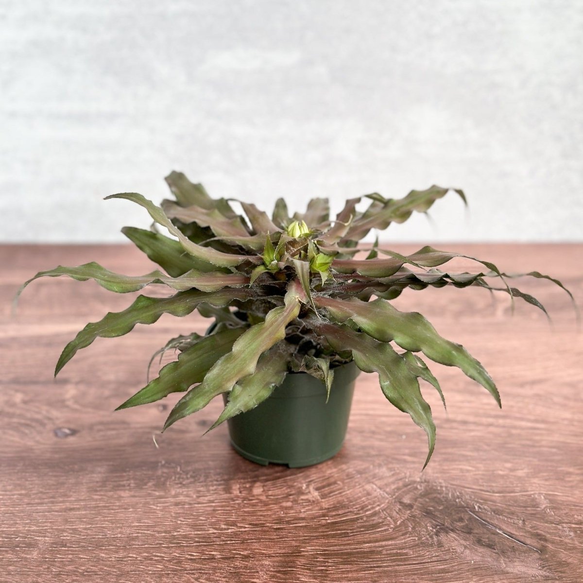  Cryptanthus Bivittatus 'Mochachino' - Mochachino Earth Star
