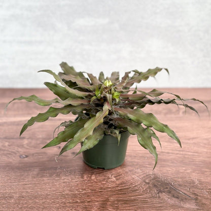  Cryptanthus Bivittatus 'Mochachino' - Mochachino Earth Star