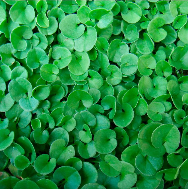  Dichondra Repens 'Emerald Falls' - Emerald Falls Dichondra
