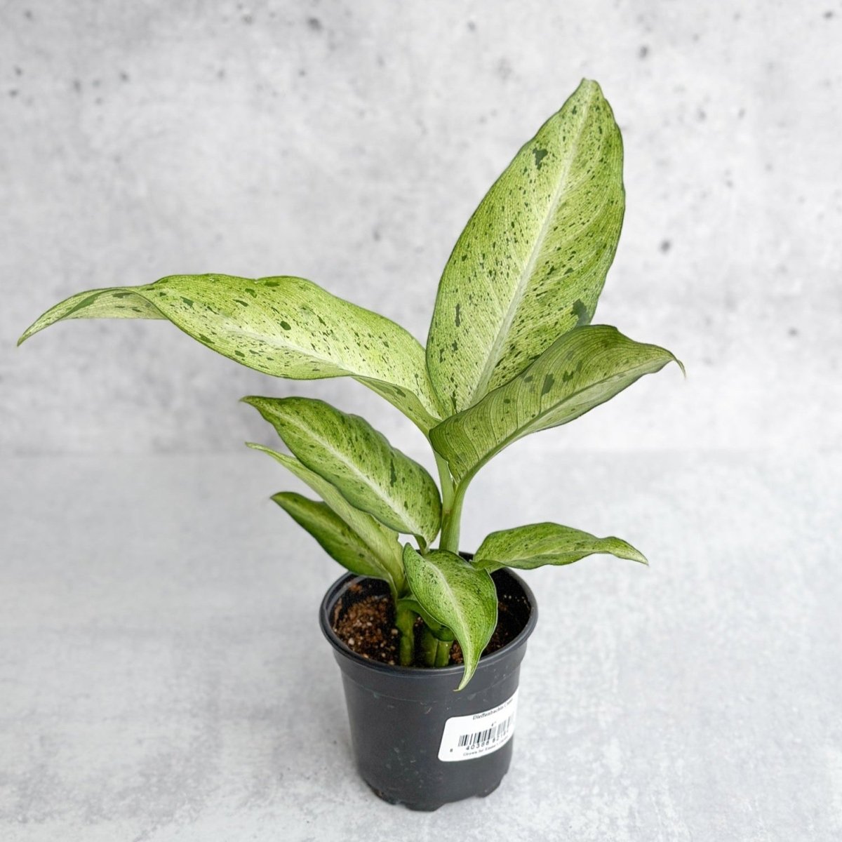  Dieffenbachia 'Camouflage'