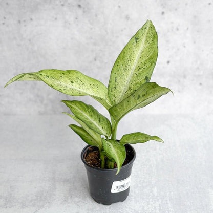  Dieffenbachia 'Camouflage'