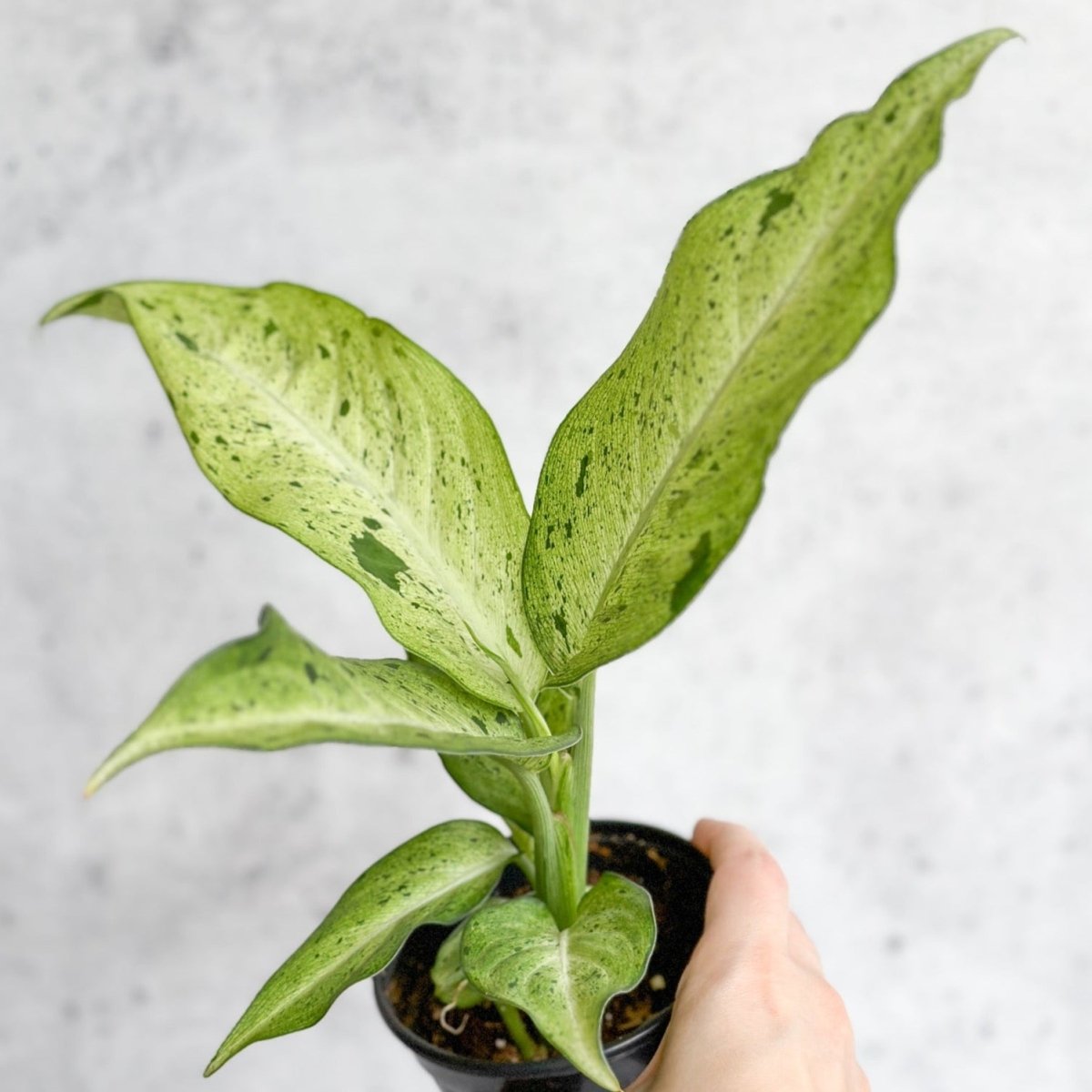  Dieffenbachia 'Camouflage'
