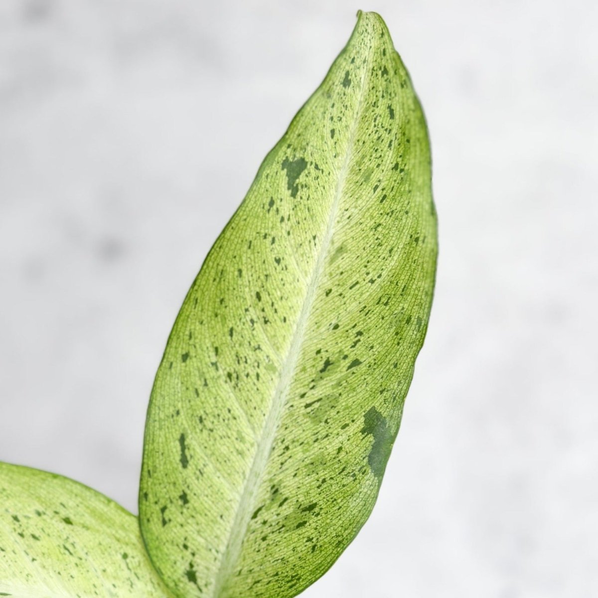  Dieffenbachia 'Camouflage'