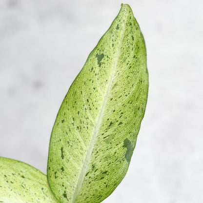  Dieffenbachia 'Camouflage'