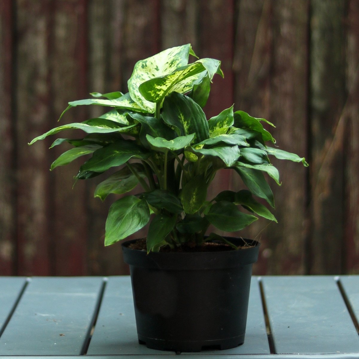  Dieffenbachia ‘Dumb Cane’ – Classic Variegated Dumb Cane