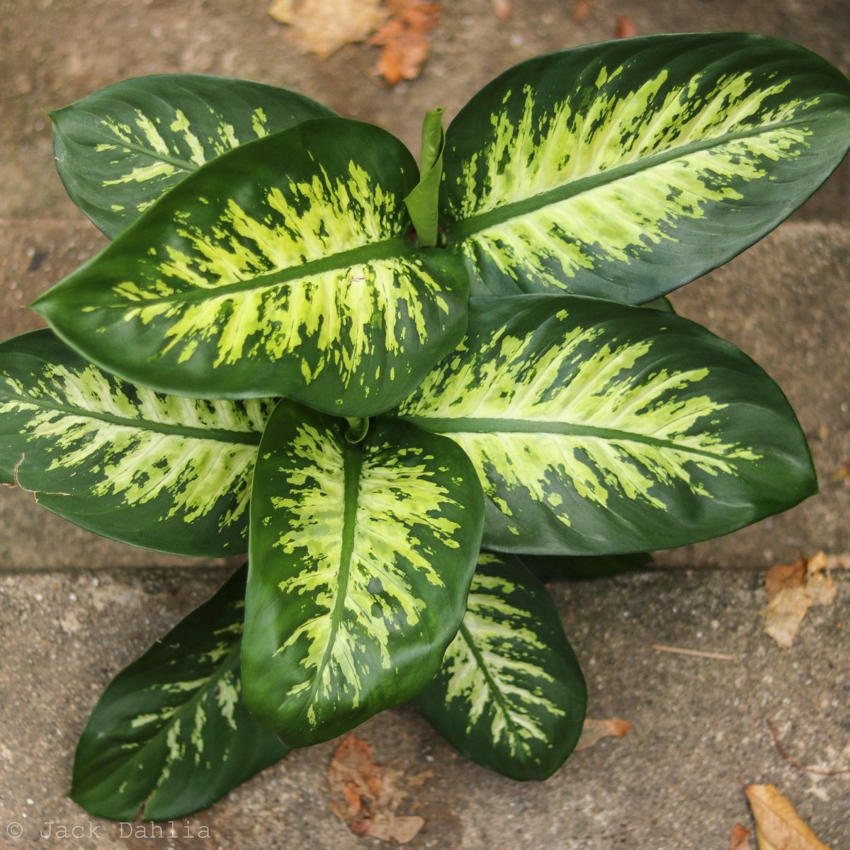  Dieffenbachia ‘Dumb Cane’ – Classic Variegated Dumb Cane