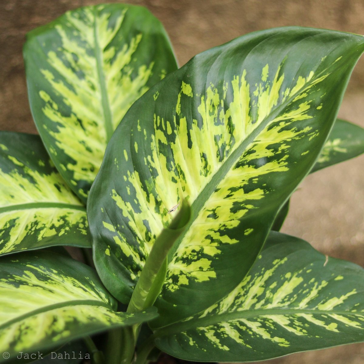  Dieffenbachia ‘Dumb Cane’ – Classic Variegated Dumb Cane