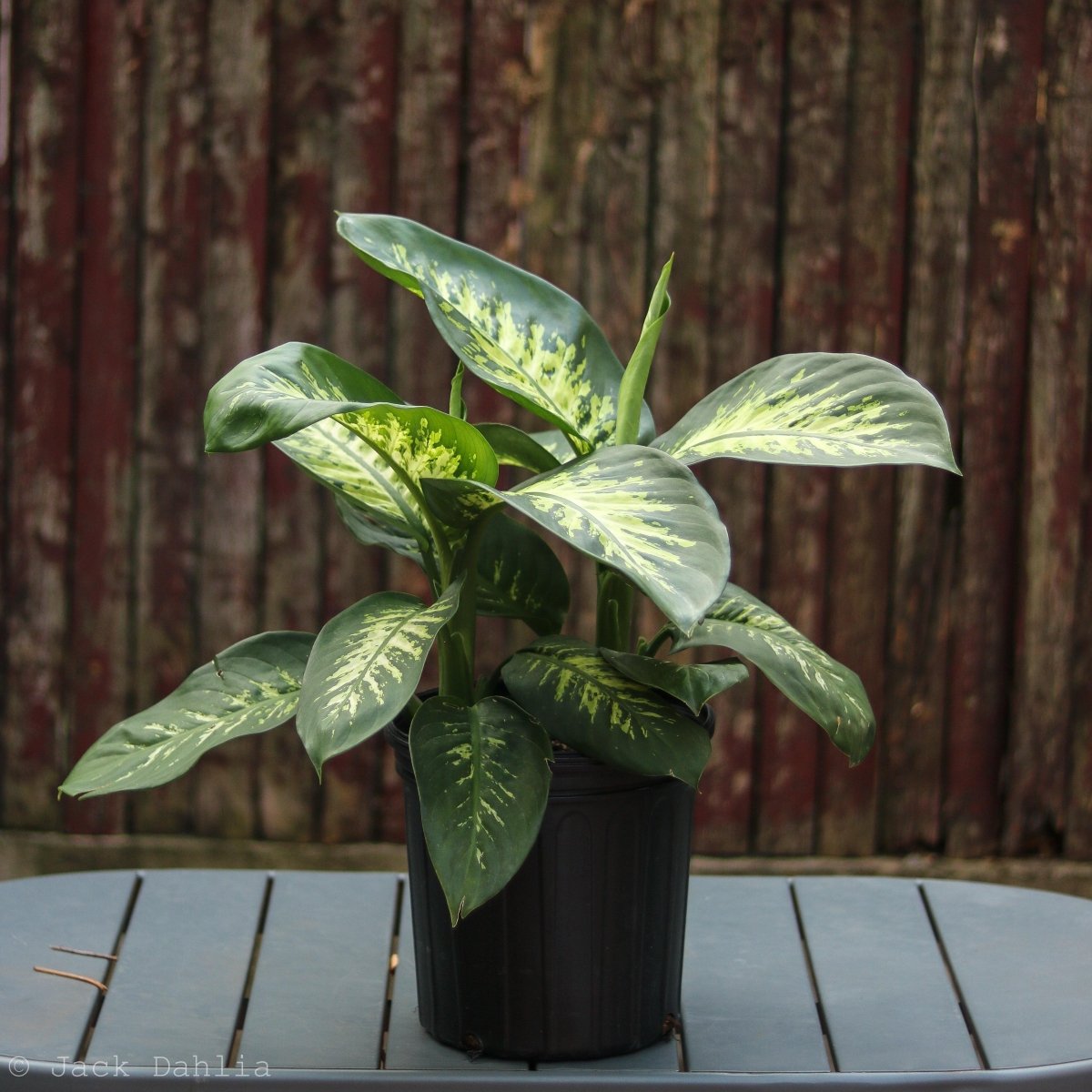  Dieffenbachia ‘Dumb Cane’ – Classic Variegated Dumb Cane