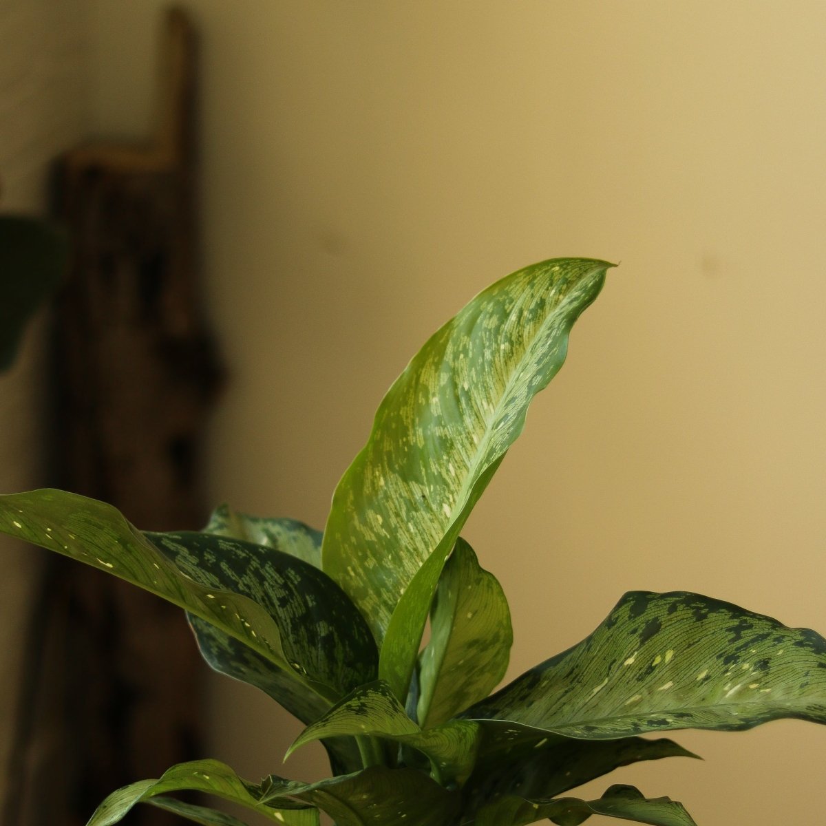  Dieffenbachia Maculata ‘White Etna’