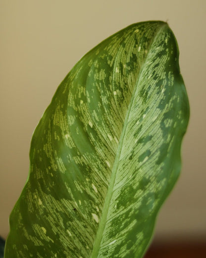  Dieffenbachia Maculata ‘White Etna’