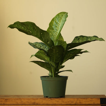 Dieffenbachia Maculata ‘White Etna’