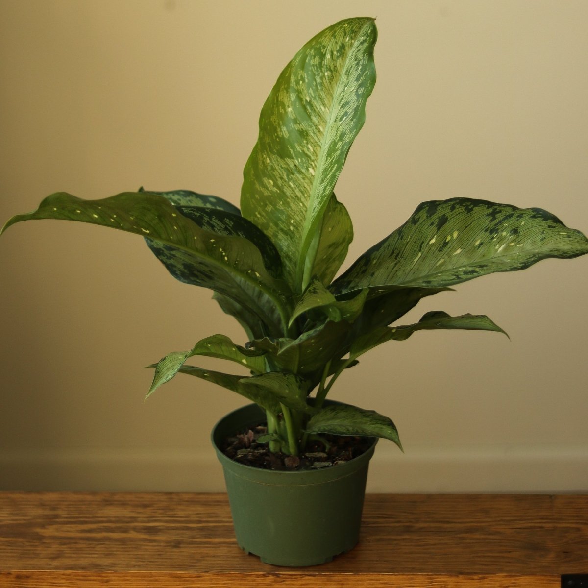  Dieffenbachia Maculata ‘White Etna’