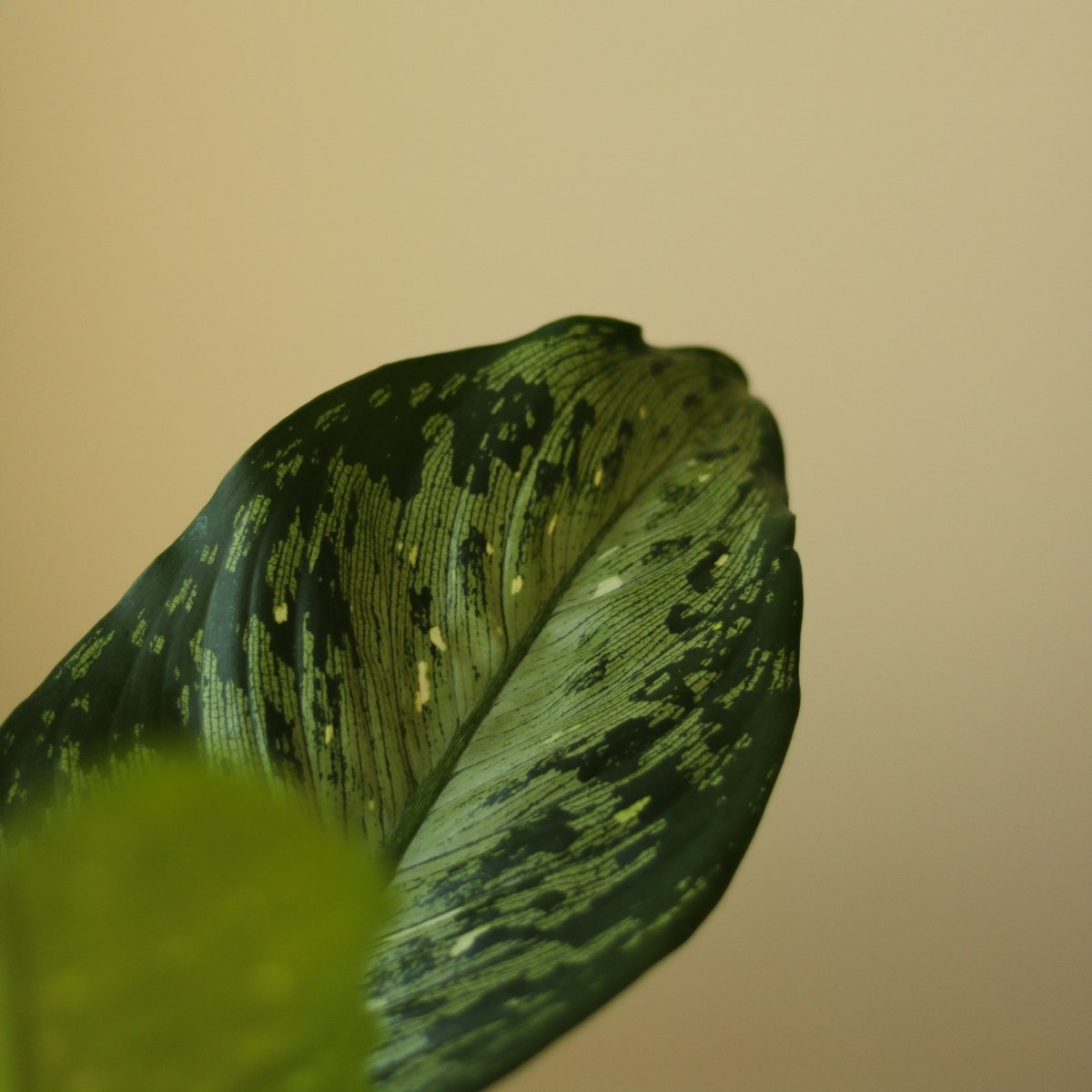  Dieffenbachia Maculata ‘White Etna’