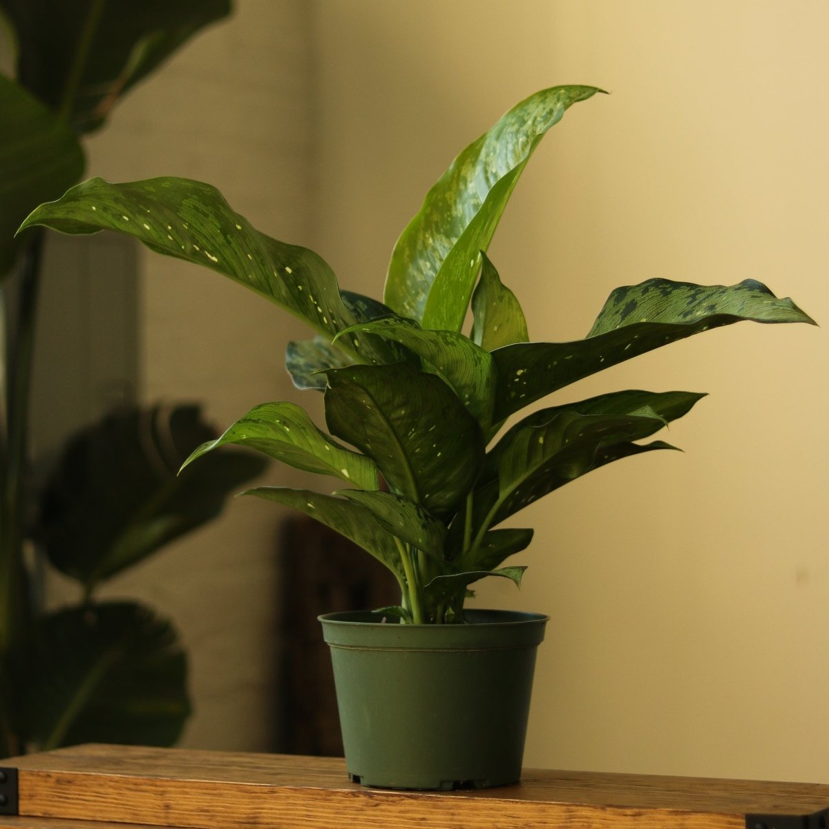  Dieffenbachia Maculata ‘White Etna’